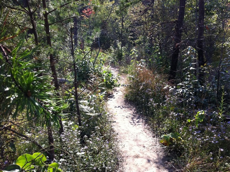 Auxier Ridge_ a year after the fire.jpg